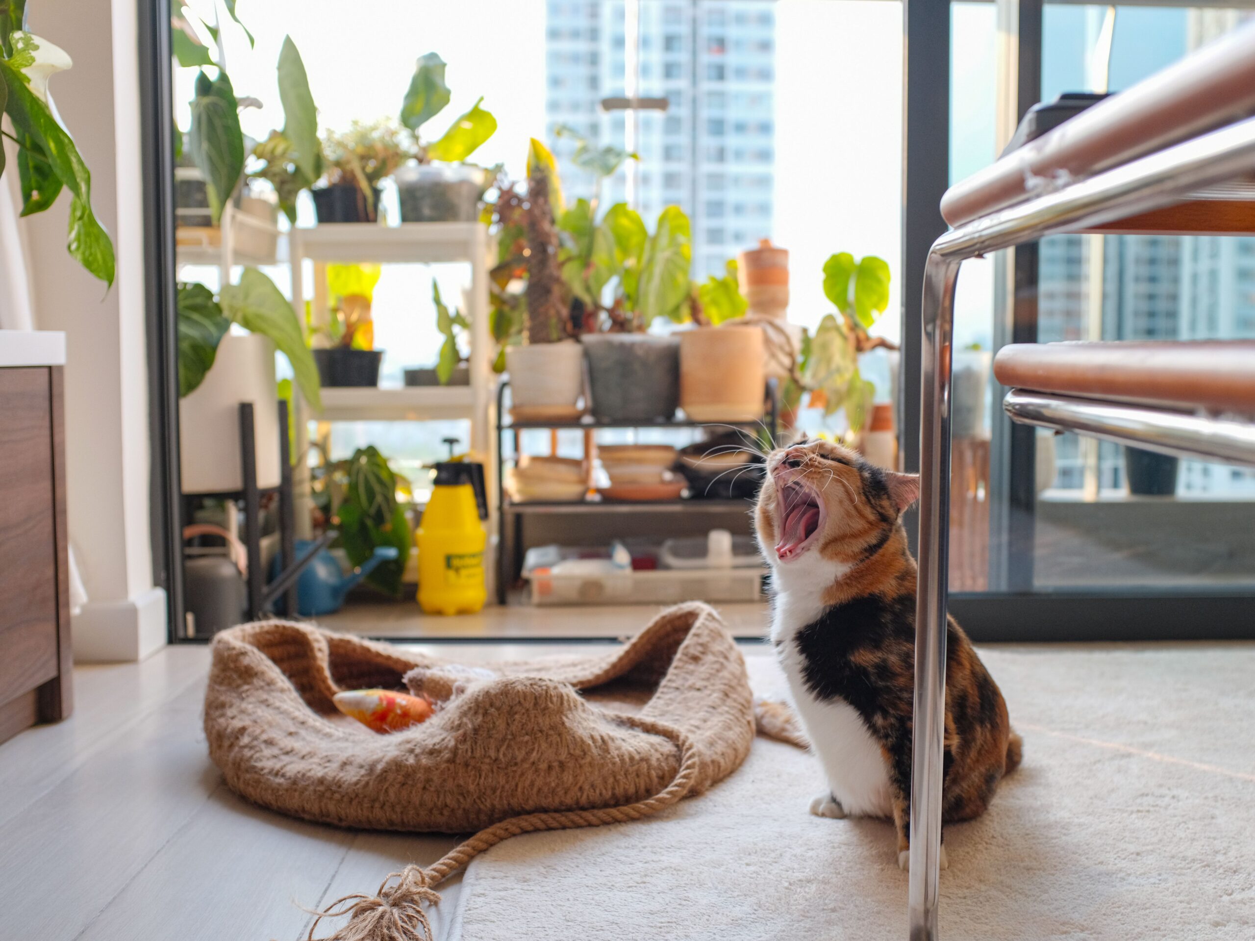 A cute calico cat yawning next to its woven pet bed on a carpeted floor, with a sunny balcony full of green potted plants in the background of a modern apartment.